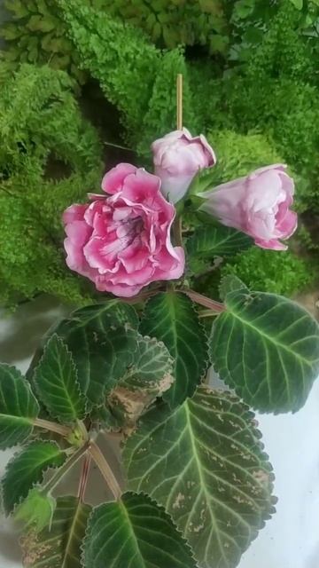Глоксиния"Рита"расцвела не аккуратно!!!! смотреть онлайн