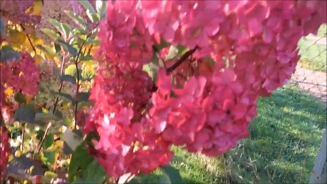 ЭТА ГОРТЕНЗИЯ НАСТОЛЬКО КРАСИВА, ЧТО ВСЕ ОБРАЩАЮТ НА Н смотреть онлайн