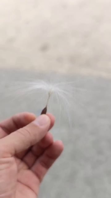 Fabulous seeds of the tropical forests. Сказочные семена тропических ле смотреть онлайн