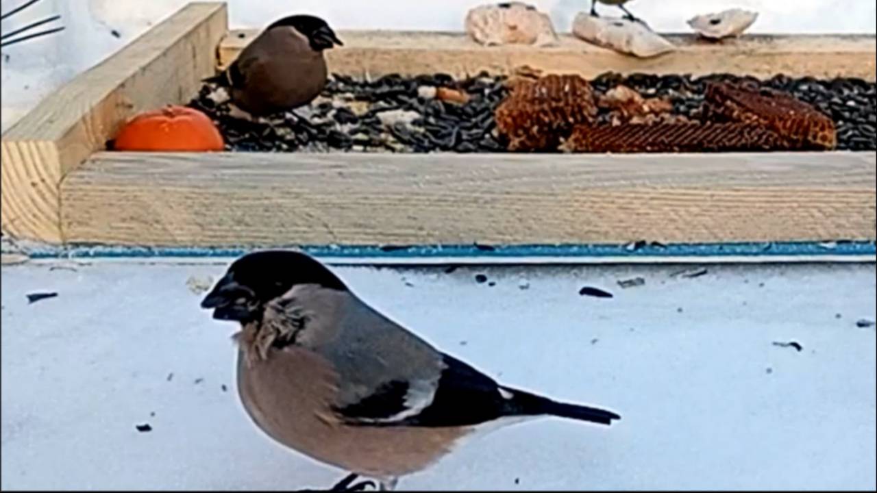 Видеосъёмка птиц на кормушке (15.02.2025 года) смотреть онлайн