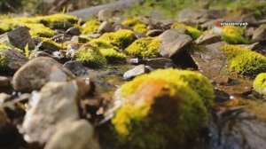 Интересные Факты про Мох Которые вы Могли не Знать 🌳