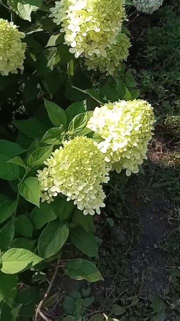 Гортензия "Лаймлайт" смотреть онлайн