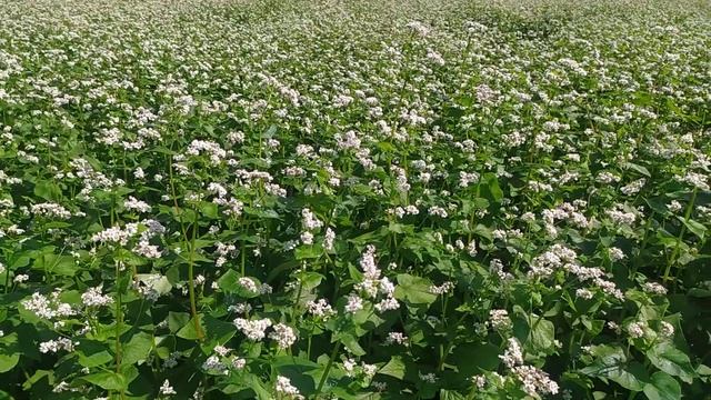 Медує гречка #бджоли #пасіка #мед 05.07.2023 смотреть онлайн