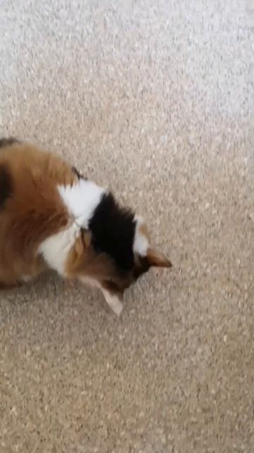 кошка любит есть огурцы смотреть онлайн