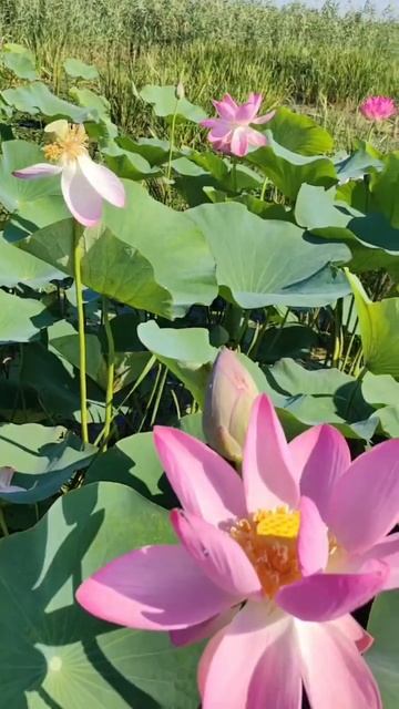 Красоты Поволжья. #туртрансвояж #лотосы #астрахань #в смотреть онлайн