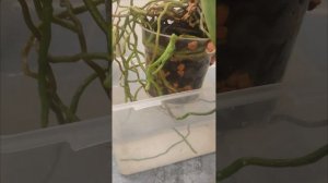 Воздушные корни у ОРХИДЕИ как их ПОЛИВАТЬ и что с ними