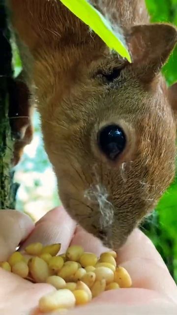 Белочка ест с руки и не боится человека #shorts #funnyanimals #squi смотреть онлайн