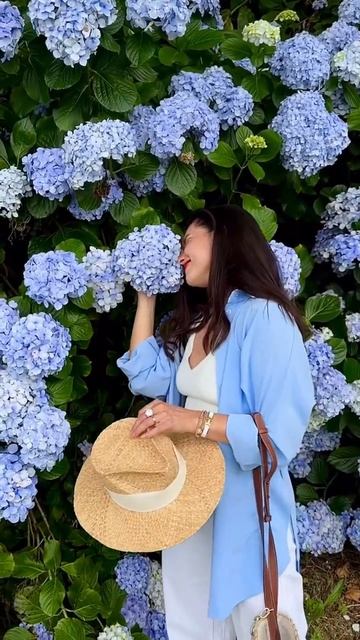 #hortensia #hydrangea #садгортензий #hydrangeaflower #flower #garden #сад #macrophyl