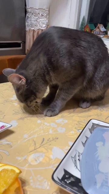 Кот ест оливки #shorts смотреть онлайн