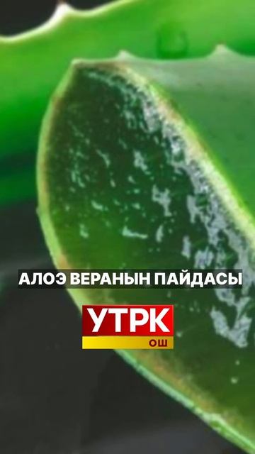 #алоэвера смотреть онлайн