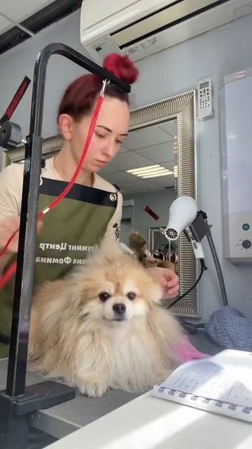 Сушка шпица смотреть онлайн