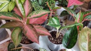 Полив аглаонемы 💧Зачем нужен фитиль? 💧