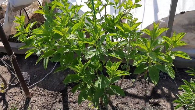 5 мая Пасха , Мороз - 3 , обзор растений после мороза, гор?