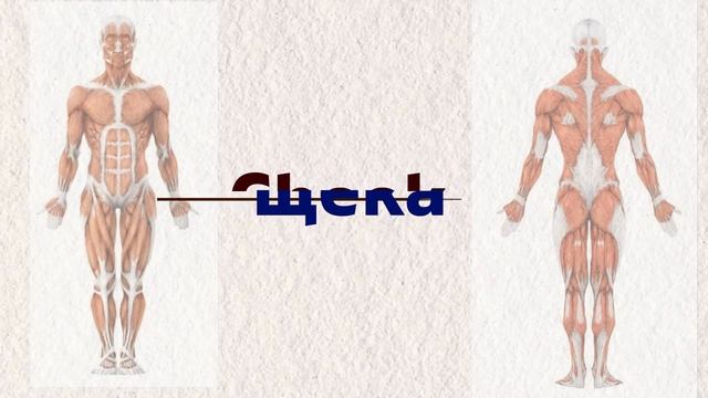 Части тела человека на английском языке, часть 1 смотреть онлайн