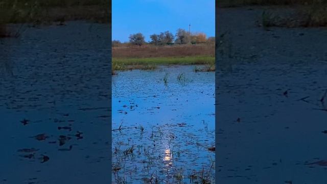 Вечер #коровка #рекаволга #высоцкий #елицы #2024 #лес смотреть онлайн