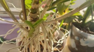 Дендробиум нарастил деток, что делать?