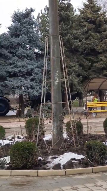 В Дубоссарах идёт обрезка елей смотреть онлайн