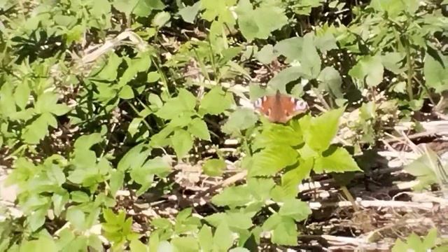 поздравление с 9 мая  от природы, от" живого цветка"🙏💖✨🦋