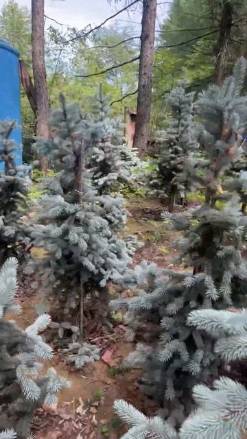 Маточник голубых елей Хупси. смотреть онлайн