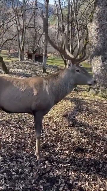 Дикий олень 📕Красная Книга📕 смотреть онлайн