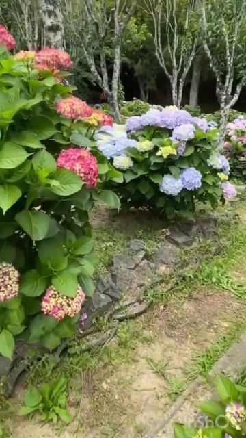 #гортензия #hydrangea #hortensia #садгортензий #flower #garden #kaleidoscopeг смотреть онлайн