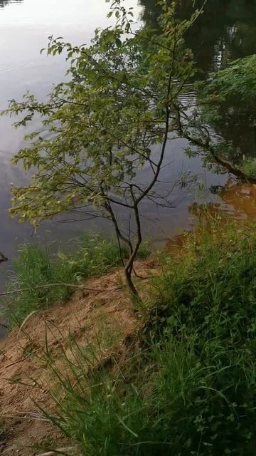 бобра видишь? нет, а он там есть.Do you see the beaver? No, but he is ther смотреть онлайн