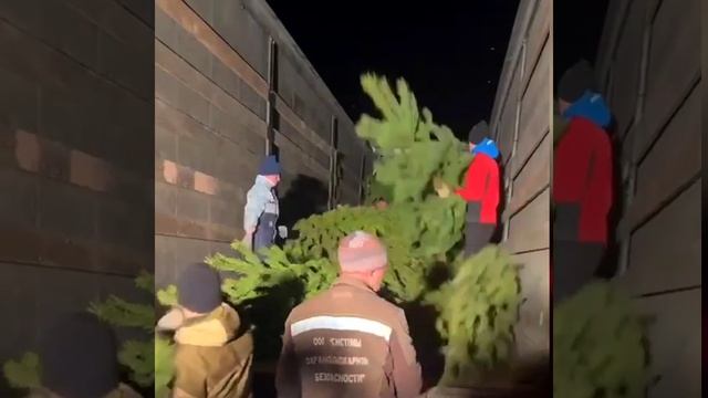 Живые елки оптом смотреть онлайн