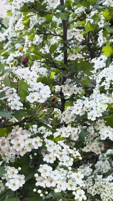 Глід. Hawthorn. Боярышник в цвету.#дніпро#нашемісто#боярыш? смотреть онлайн