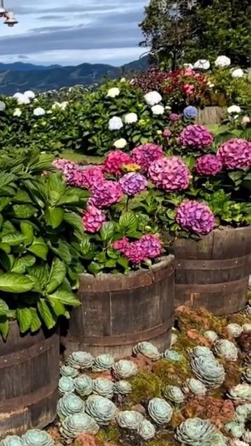 BEAUTIFUL HYDRANGEA #hydrangea#macrophylla#hortensia#гортензия#garden#гортензія#s