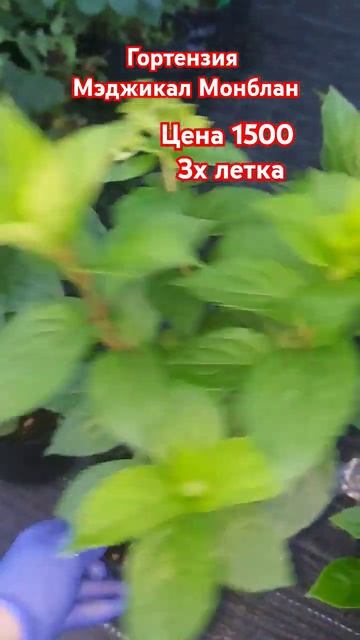 Гортензия Мэджикал Монблан #гортензииметельчатые смотреть онлайн