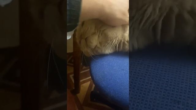 У папки выходной #кот #игры #общение #юмор #общение #кот? смотреть онлайн