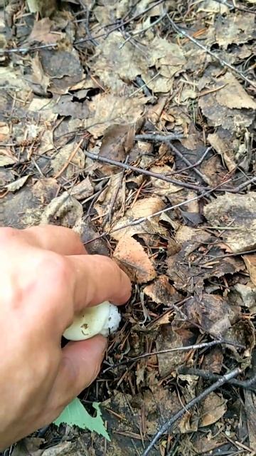 мы опоздали на белые грибы 🍄 #тайга #грибы смотреть онлайн