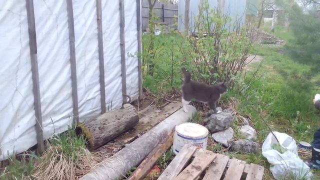 Кот Томас пришел в гости. Нука ешь) смотреть онлайн