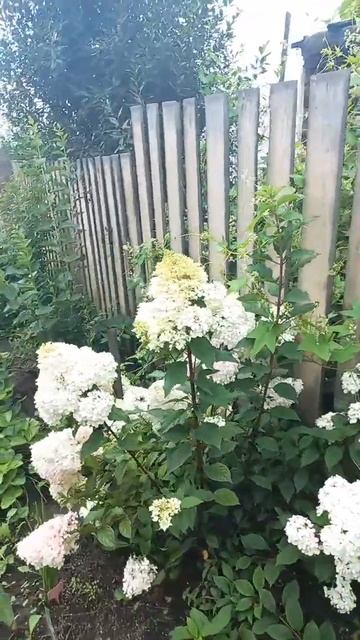 #сад #длядуши #дача #красота #shorts #огород #garden #цветы #гор смотреть онлайн