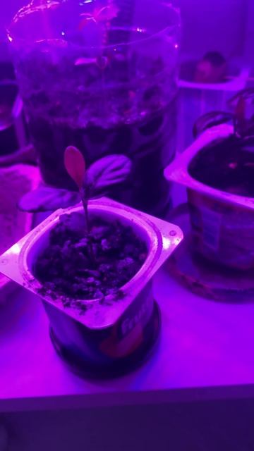 Ранняя съемка. Гранат и лимон, цветы и укроп #gardening #seeds #
