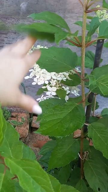 🌺ФАНТОМ цветёт💥 #гортензии #цветы #метельчатыегорте смотреть онлайн