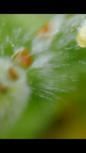 Огурец-ракета: взрывной способ распространения семян! смотреть онлайн