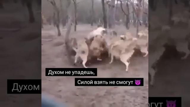 Если у тебя есть дух то у тебя есть 💪🏻))) смотреть онлайн