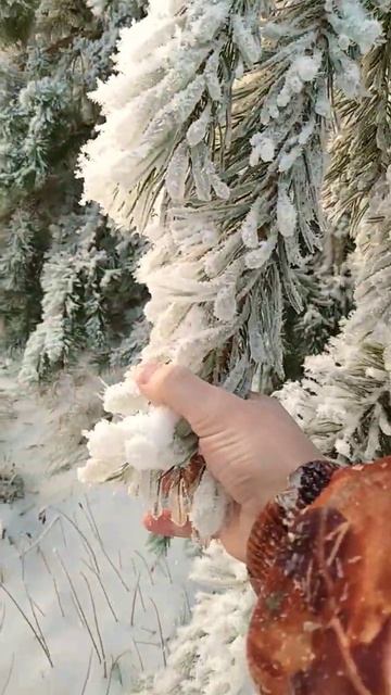 Природа#Ель во льду# смотреть онлайн