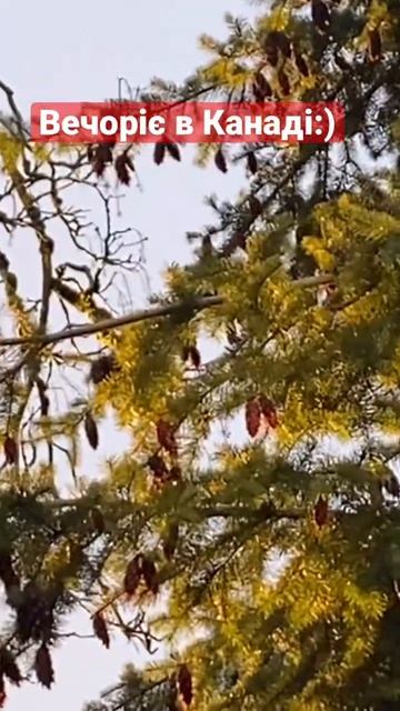 Вечірня прогулянка .Весна .Канада #cuaet #canada #tree #шишки смотреть онлайн