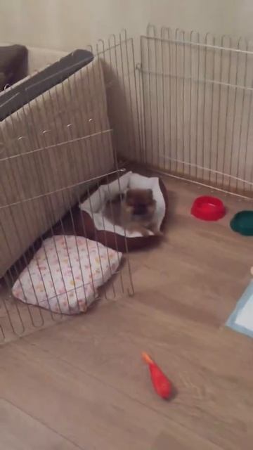 Померанский шпиц, команда место