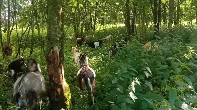Моё Хозяйство/Летний Выпас2024/Детёныши/Звери Едят Трав смотреть онлайн