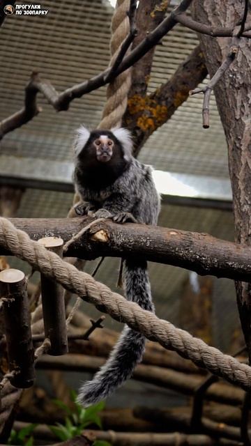 Наблюдательная игрунка. Ленинградский зоопарк смотреть онлайн
