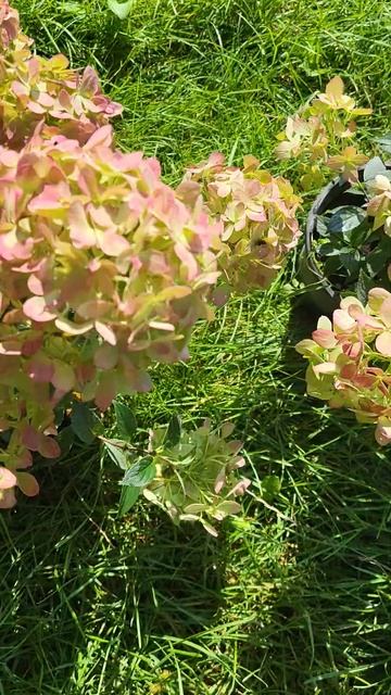 🌸🌸🌸гортензія волотиста Літл Лав /Little Love #продажгор? смотреть онлайн