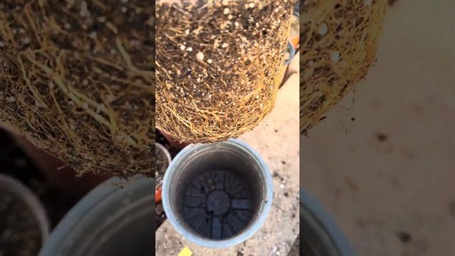 Мет.гортензия 🪴🌺на улице и в парнике смотреть онлайн