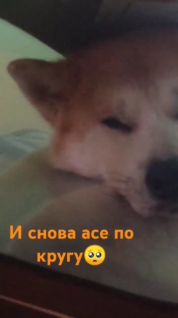 воспалились десна #видеоссобаками #акитаину #топ #соба смотреть онлайн