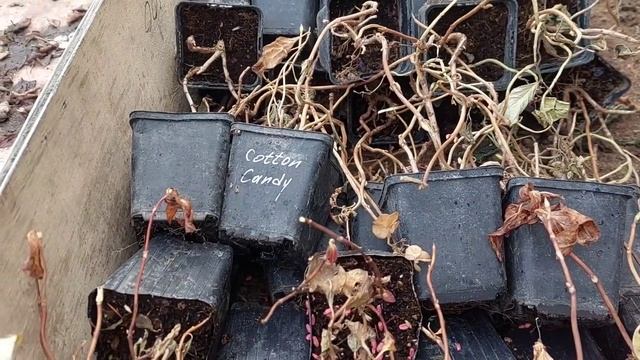 Как сохранить крупнолистные гортензии зимой? смотреть онлайн