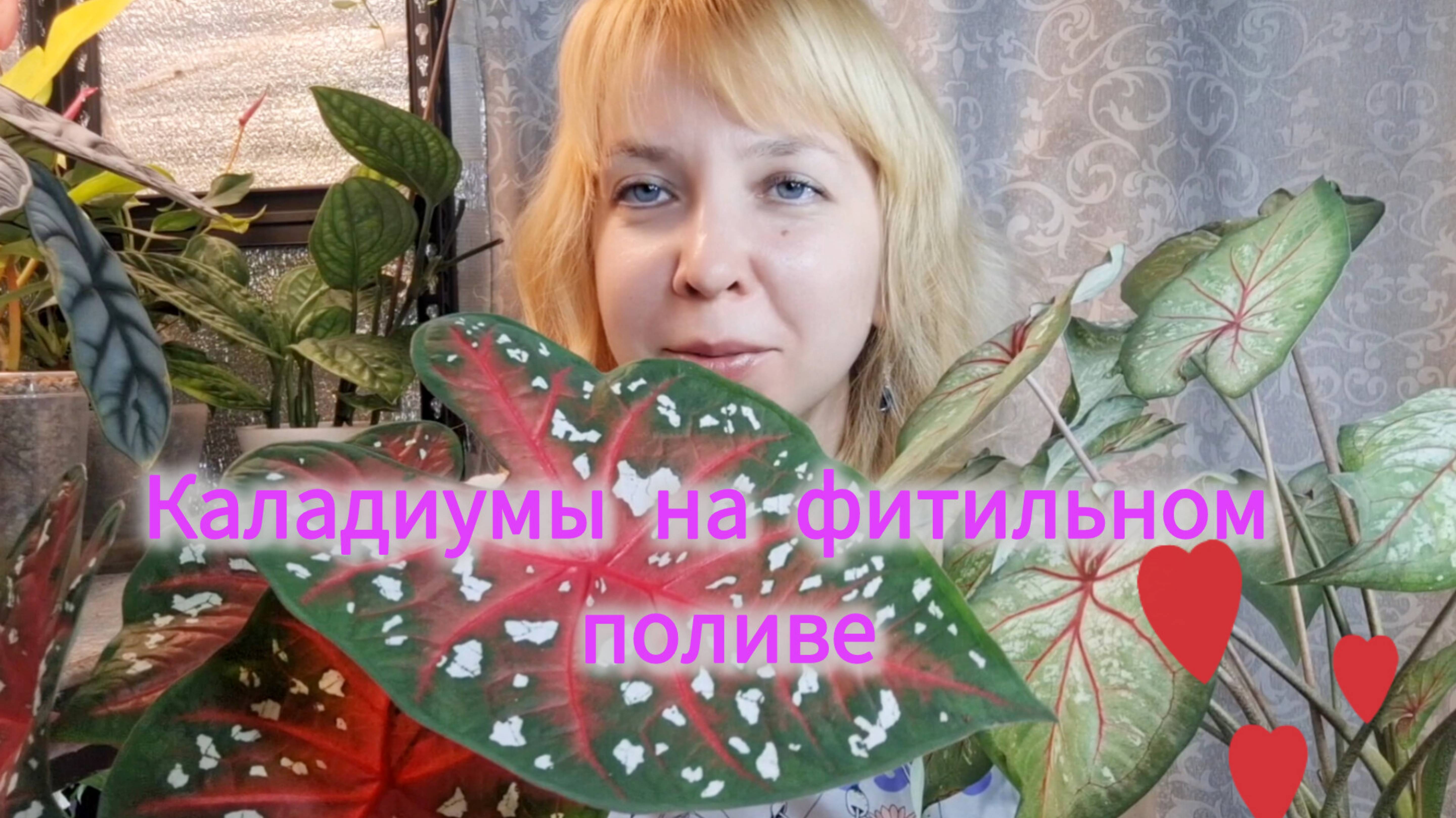 Каладиумы на фитильном поливе смотреть онлайн
