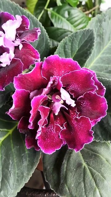 Глоксиния цветёт🌷 смотреть онлайн