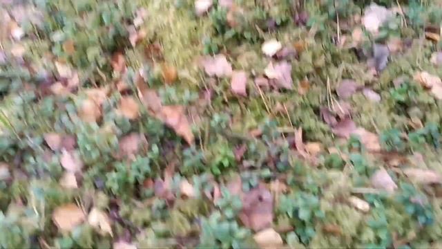 Последние грибы в этом году,25 10.2024/Олайне, Латвия смотреть онлайн